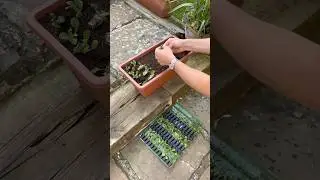 Summer Annual Plugs