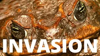 Остановите тростниковых жаб у себя во дворе!