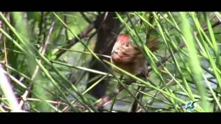 FWCC Quick Facts: Swamp Sparrow
