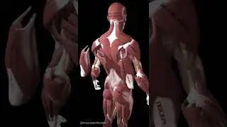 Human Posterior Chain Muscles|#posteriorchain #muscularbody #muscle #humanmuscle