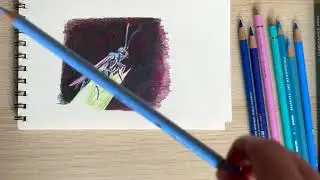 Avispa azul: dibujo a l&aacute;piz de color en papel | Insect drawing