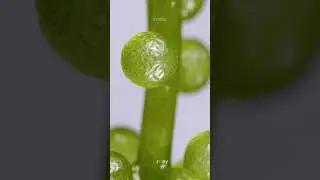 Seagrape Revival close up #macro #urday #satisfying