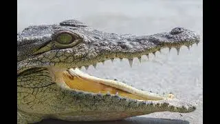 Wildlife Photographer Dan Bernskoetter Africa Spotlight on the Arts 156