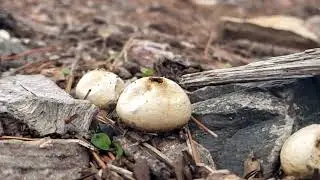 Puffball Spores Slow Motion