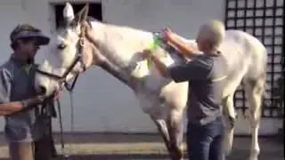 Equine Kinesiology Taping - Neck