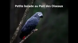 Petite balade au Parc des Oiseaux