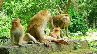 Female Monkey Julie lip talking lure baby Luno come playing with her baby Janefer but Luna refused