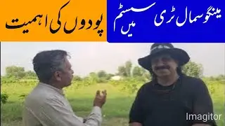 Best Mango Saplings for Healthy Orchards | Expert Selection Tips | Asif Hayat Tipu