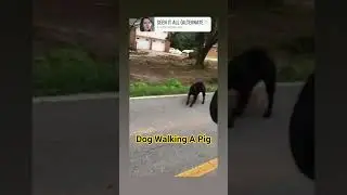 A Dog Walking A Pig #dog #pig #walking