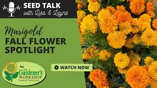 Seed Talk #135 – Осенний цветок бархатцев в центре внимания
