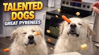 Talented dogs | Great Pyrenees
