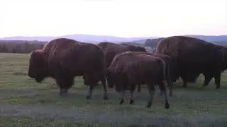 Bisons im Fichtelgebirge, bei Bad Alexandersbad