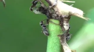 Ant feeding on Aphid's honeydew.