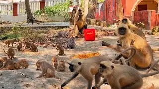 Two Group of Monkeys are Fighting For Food Langur and Monkey || Feeding Soaked Brown Chickpeas