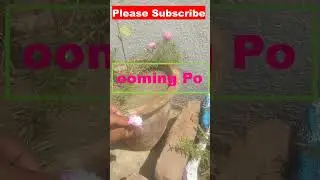 My portulaca collection #shorts #youtubeshorts #shortvideo #portulacaflower #portulaca