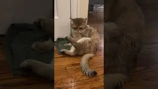 #foryou #cat #catlover #youtubeshorts #cute #pets #olaf #viralvideo #fyp #viralshorts #viralshort