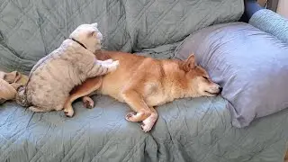 Issue 6: Cat massaging Dog (