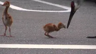 Sandhill Crane Adventures #7