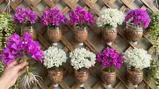 How to Propagate Bougainvillea 900 Times Faster Using Only Plastic Bottles.