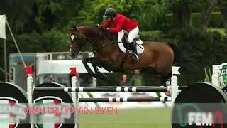 International Showjumping Stallion Grand Cru VD Vijf Eiken now standing at Coolballyshan Stud