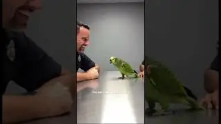 Parrot & Cops - Where were you last night at 10PM? #parrot #police #cops #shorts