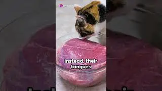 Cat Facts - Feline Foodies: The Science of Cat tastebuds