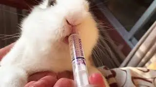 Rabbit Drinking sound on Here&rsquo;s how to give medicine! ASMR