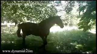 Equicoaching