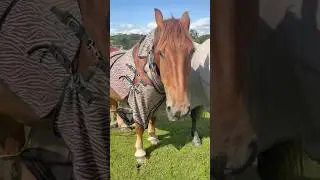 🚨 BREAKING NEWS 🗞️ Only 1 rug destroyed this summer 😅 #suffolkpunch #sweetitch #equestrian