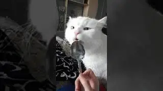 Cat licks spoon