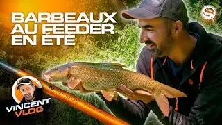 Pêche d'été - Barbeaux au Feeder en rivière - VINCENT VLOG #4