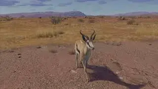 Way of The Hunter 5 Star Springbok at Tikamoon Plains