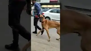 Ohh My God 😍🤔😇🙄Great Dane ?🐕#shorts #youtube #dog