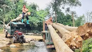 Dig up trees and use trucks to transport them home.