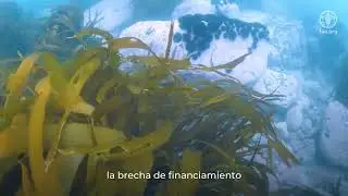 FAO Transforma presenta: Unlocking Finance for Agrifood Systems Transformation