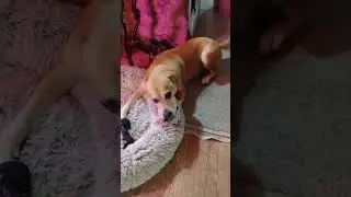 Happy Dog Glad we're home #dog #happy #hoomans #happydog