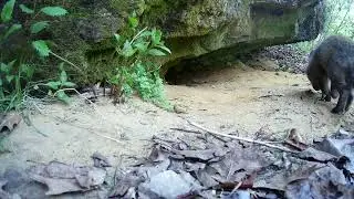 Sandstone Fox den a few years ago- Wisconsin 