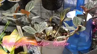 Propagating Ludisia discolor for the first time.