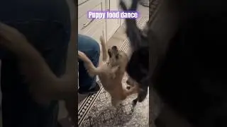 Pups dancing for food #cutepuppy #dog #guslife #food #rescuedog #dance #cute