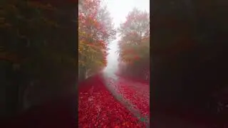 Full screen nature status | nature status | #nature #shorts #naturvideo #naturestatus #subscribe