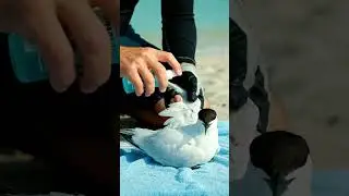 Invisible trap right at the edge of the wave. #wildliferescue  #wildrescue