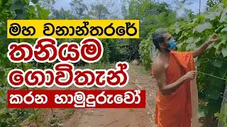මහකැලේ මැද තනියම හේන් ගොවිතැන් කරන හාමුදුරුවෝ!