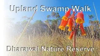 Swamp walk   301125