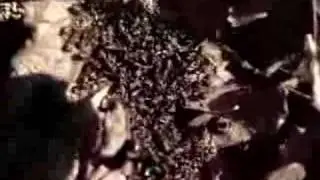 Mravceeee.----vela mravcov lesn&yacute;ch5