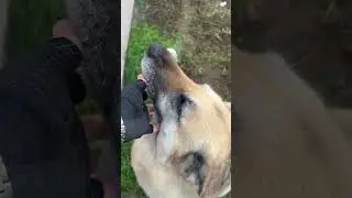 #funny wolf look alike USA #paradise