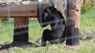 Rescued chimp Foxie performs quality control
