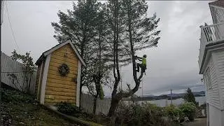Why You don't plant a spruce hedge close to your house(s)