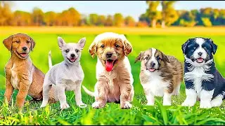 Music for dogs and cats when depressed, best music to treat your pet 4K HD