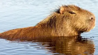 Capybara (Hydrochoerus hydrochaeris)