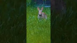 Check out the Fluffle of Bunnies on my Channel, best little guys around
